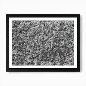 Cotton Seed, Cotton Seed Hulls And Dry Pads Of Cotton Waste In The Gin Yard, West, Texas By Russell Lee Art Print