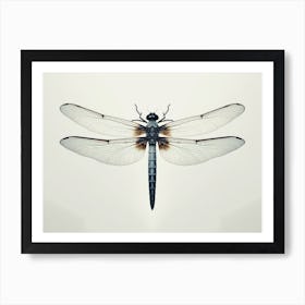 Dragonfly Black Saddlebags Tramea Lacer Vintage Illustration 2 Art Print