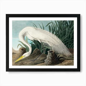 Audubon White Heron, Plate CCCLXXXVI, The Birds of America, Without the Horned Agama Remastered Reproduction of the Classic Vintage Print Art Print