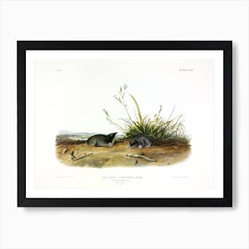 Shrew Mole, John James Audubon Art Print