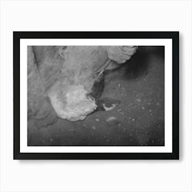 Untitled Photo, Possibly Related To Applying Fly Repellent After Branding At Roundup Near Marfa, Texas By Russell Art Print