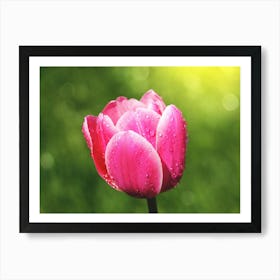 Pink Tulip With Water Droplets Art Print