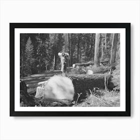 Long Bell Lumber Company, Cowlitz County, Washington, Timber Superintendent Inspecting Fallen Fir Tre Art Print