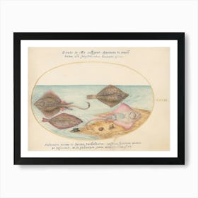 Aquatic And Shellfish Animals, Joris Hoefnagel (8) Art Print
