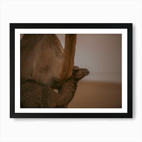 Baby camel protected by mom - Al Wathba Abu Dhabi UAE photo print - moody animal photography art Art Print Affiche