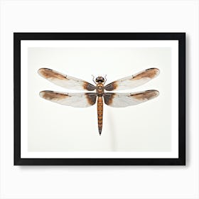 Dragonfly Common Whitetail Plathemis Illustration Vintage Brown  Art Print