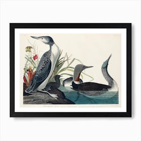 Red Throated Diver, Birds Of America, John James Audubon Art Print