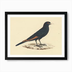 White Billed Starling, Luigi Balugani Art Print