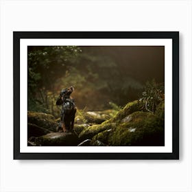 Cocker Spaniel Puppy On Rocks By a River- Scotland Highland UK dog photo print - moody animal photography Art Print