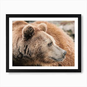 Grizzly Bear Profile Art Print