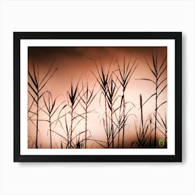 Silhouette Of Tall Grasses 20220228 93ppub Art Print