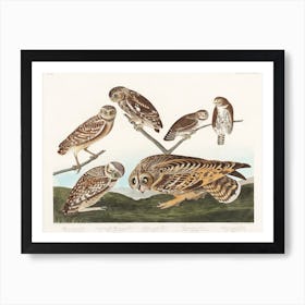 Burrowing Owl, Birds Of America, John James Audubon Art Print