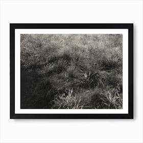 Grasses (1933), Alfred Stieglitz Art Print