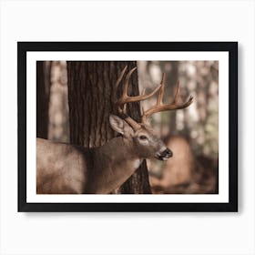 Forest Deer Art Print