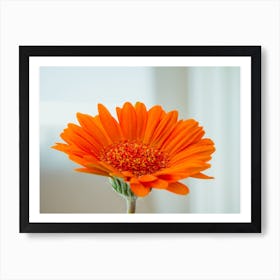 Orange Gerbera Flower On White Background 2 Art Print