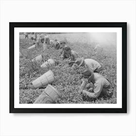 Pea Pickers In The Field, Canyon County, Idaho By Russell Lee Art Print