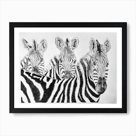 Peaceful Zebras Drawing Black And White Art Print