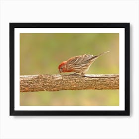 Male House Finch 1 Art Print