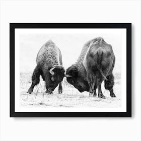 Black And White Fighting Bison Art Print