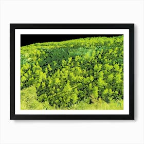 Forest Of Trees 202308311659107rt1pub Art Print