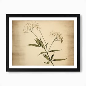 White Vintage Flower Drawing Art Print