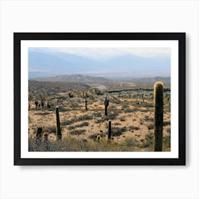 Cactus Field, Argentina Art Print