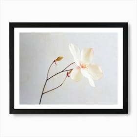 White Flower In A Vase Art Print