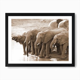 Drinking Elephants Poster