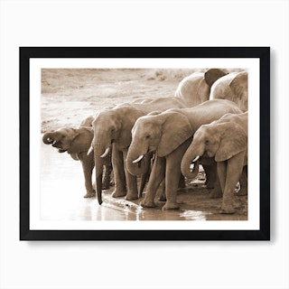 Drinking Elephants Art Print