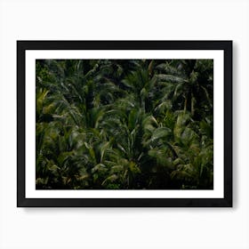 Palms1 Art Print