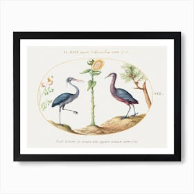 Two Herons With A Sunflower (1575–1580), Joris Hoefnagel Art Print