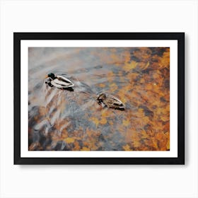 Ducks On Autumn Lake Art Print