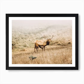 Elk On Hillside Art Print