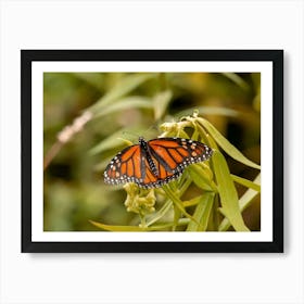 Monarch Butterfly In The Prairie Art Print