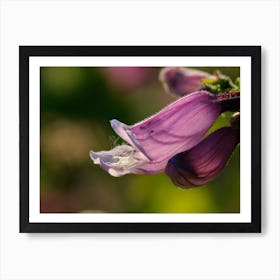 Close Up Of A Purple Flower Art Print