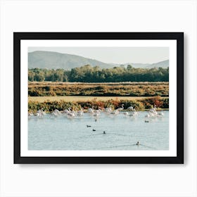 Flamingos In Ria Formosa National Park In Algarve In Portugal Art Print