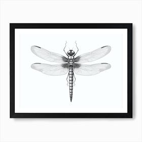  Dragonfly Common Whitetail Plathemis Black And White  Art Print