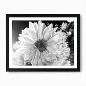 Black And White Daisies -Photography Art Print