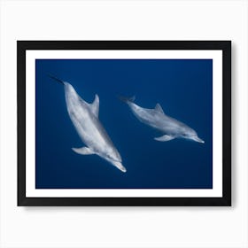 Bottlenose Dolphins Art Print