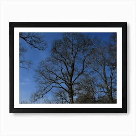 Bare Trees 1 Poster