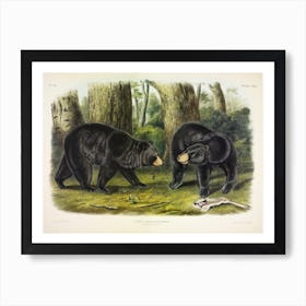 American Black Bear, John James Audubon Art Print