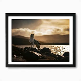 Australian Shepherd Standing On Rocks At Sunrise- Scotland Highland UK dog photo print - moody animal photography Art Print