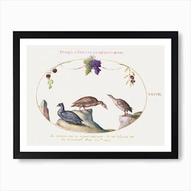 Two Gray Geese With A Third Bird And Hanging Grapes (1575 1580), Joris Hoefnagel Art Print