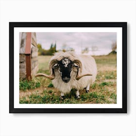 The Sheep Art Print