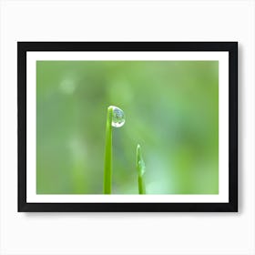 Water Droplet On Blade Of Grass Art Print