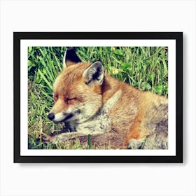Red Fox Sleeping in the Grass Countryside Art Print