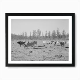 Dairy Cattle, Tillamook County, Oregon By Russell Lee Art Print