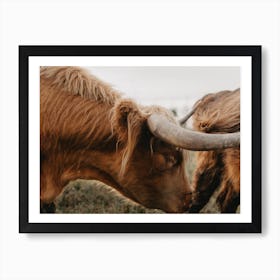 Grazing Highland Cow Art Print