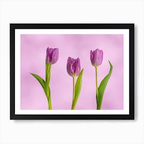 Purple Tulips Art Print