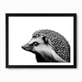 Black & White Hedgehog Portrait Affiche